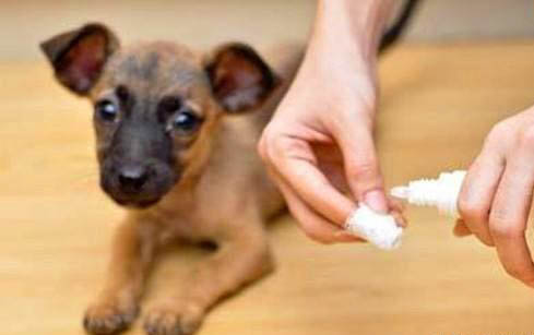 狗狗犬瘟初期吧唧嘴嗎