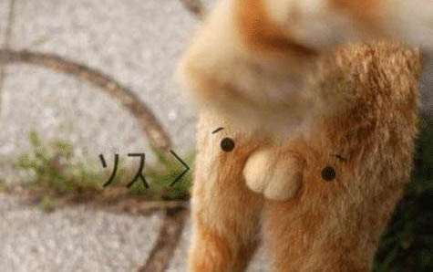 為什么貓咪不會記仇了