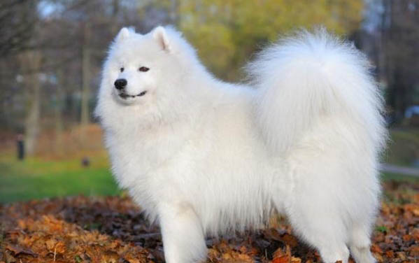 薩摩耶得犬瘟能活多久