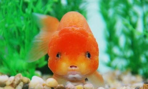 銀龍魚怎樣養才長得快
