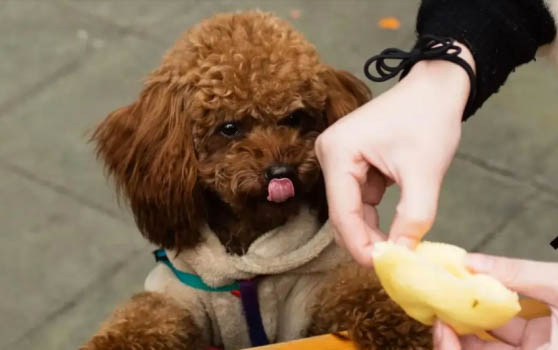 泰迪狗糧可以兩種混著吃嗎