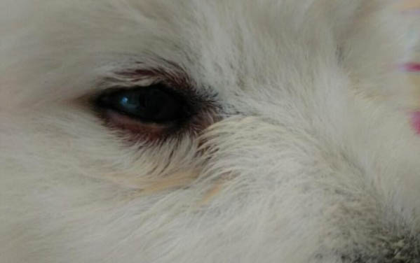 小狗狗糧不泡會(huì)怎么樣啊?