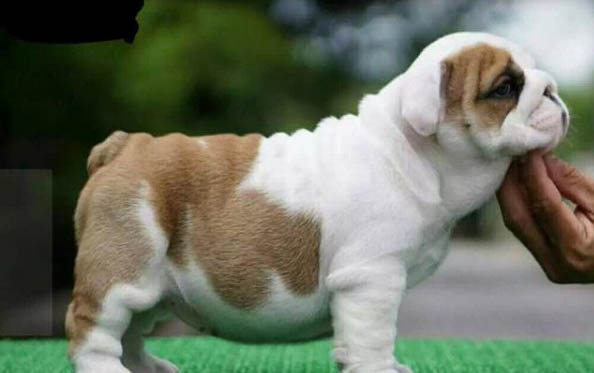 法國斗牛犬什么顏色最貴？