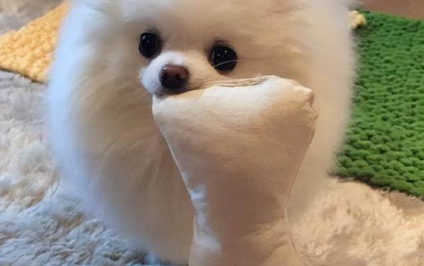 小狗拉稀怎么辦