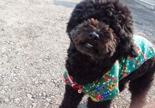 葡萄牙水犬眼睛紅血絲的原因及處理方法