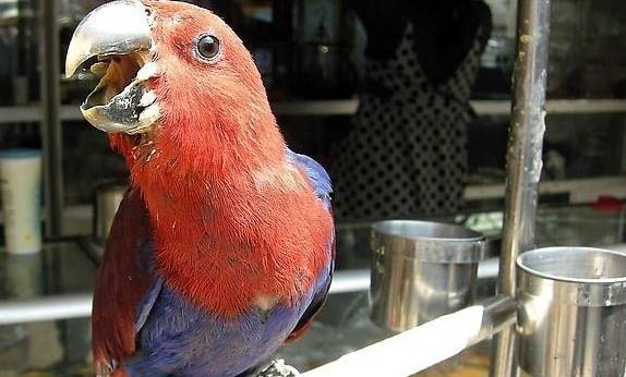 玄鳳鸚鵡不繁殖怎么辦