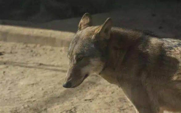 狗下崽需要人管嗎？