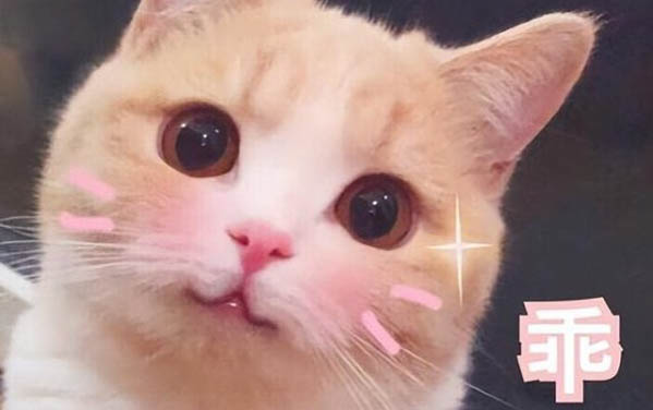 小貓拉稀能自愈嗎
