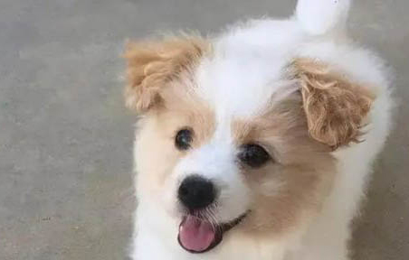 串串狗特征