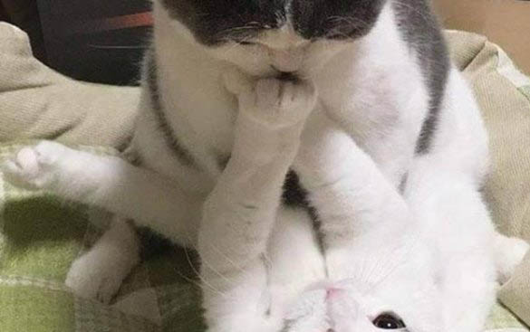 母貓打完疫苗多久可以絕育