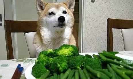 狗狗得了腸炎可以自愈嗎