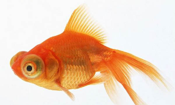 金魚有哪些品種