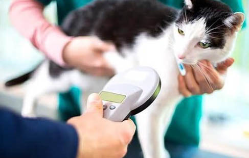 如何正確給貓咪飼喂生骨頭？