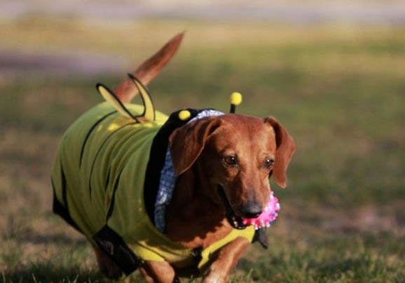 臘腸犬不能吃什么