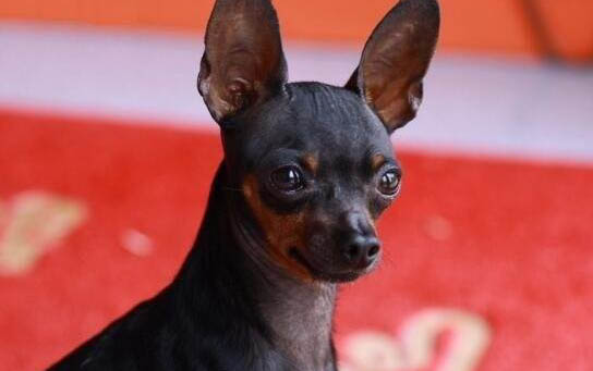 小鹿犬和吉娃娃區(qū)別有哪些？小鹿犬和吉娃娃哪個好？