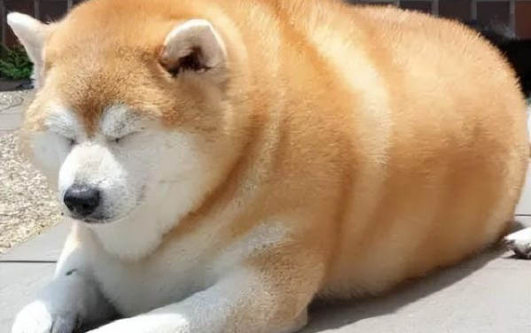 狗狗能帶上火車嗎