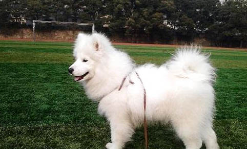 薩摩耶得犬瘟能活多久