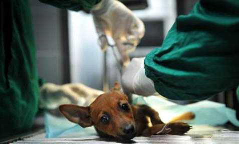 拳師犬和杜賓哪個好