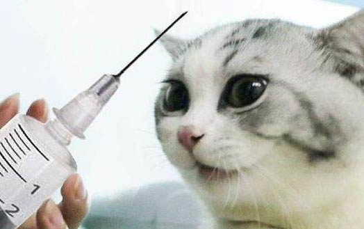 貓怎么會得貓傳腹