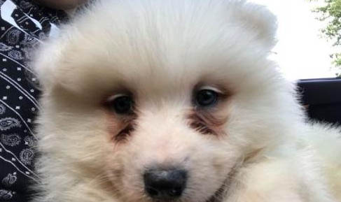 狗狗能吃雞蛋白嗎？