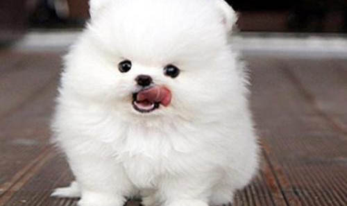 博美犬多少錢一只