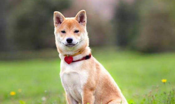 柴犬退幾次毛才漂亮？