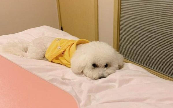 狗狗發抖原因