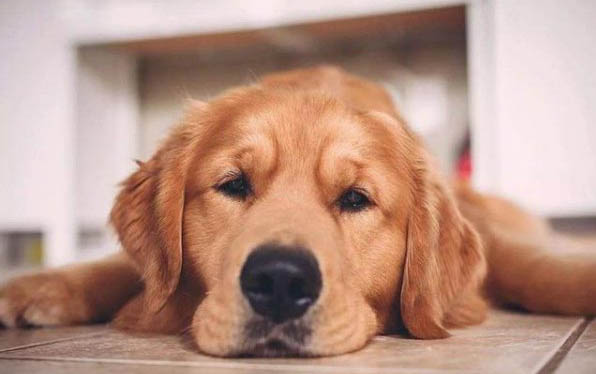 狗狗得了細小尿很黃