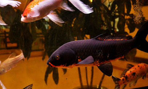 公魚(yú)和母魚(yú)怎么繁殖