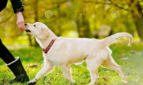 幼犬一般多少度覺得冷