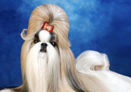 怎么辨別是不是西施犬
