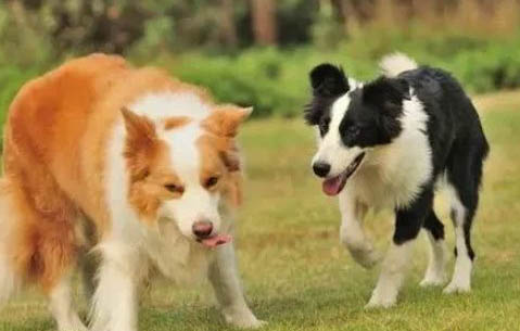 邊牧幼犬多少錢(qián)一只
