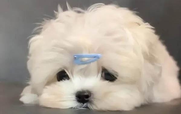 狗狗為什么要剃腳毛