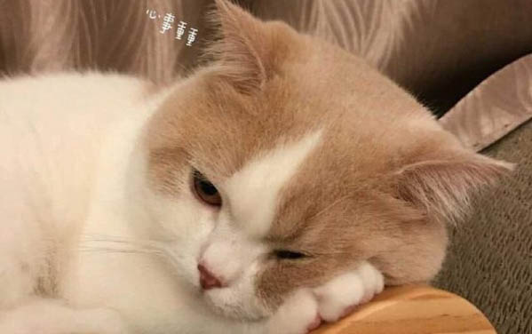 貓的胡須被剪掉會怎樣