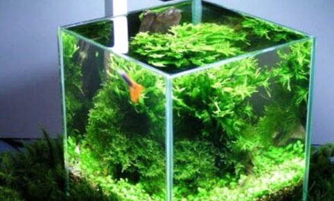 魚缸里可以養什么植物