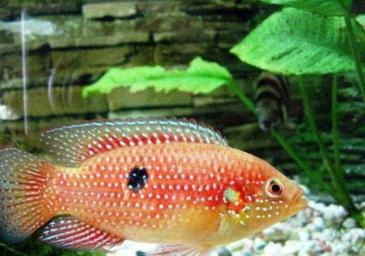 紅寶石魚(yú)如何分公母？