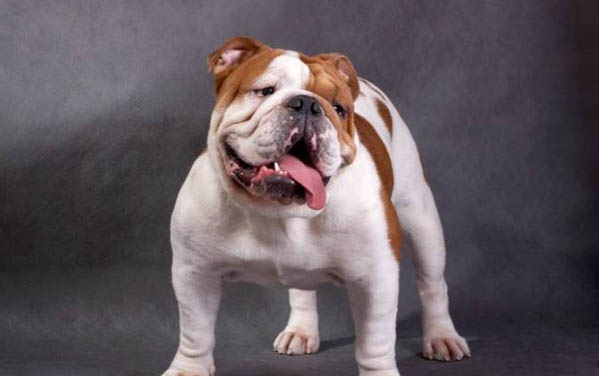 不推薦養(yǎng)英國斗牛犬的原因