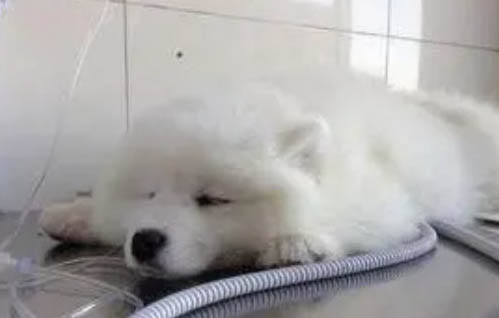 狗狗不能吃什么呢