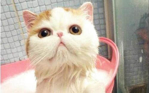 貓咪懷孕初期的癥狀