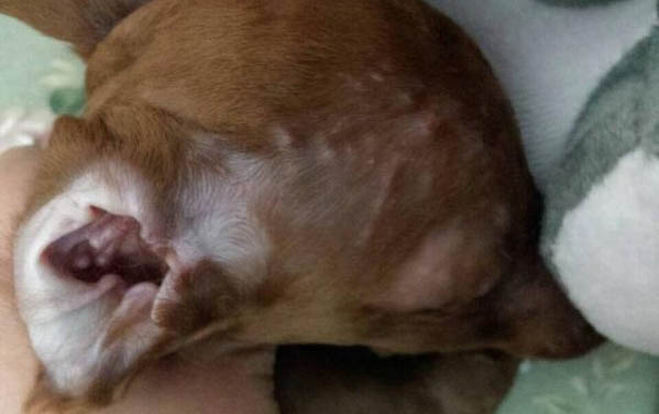 狗狗腎結石不能吃什么