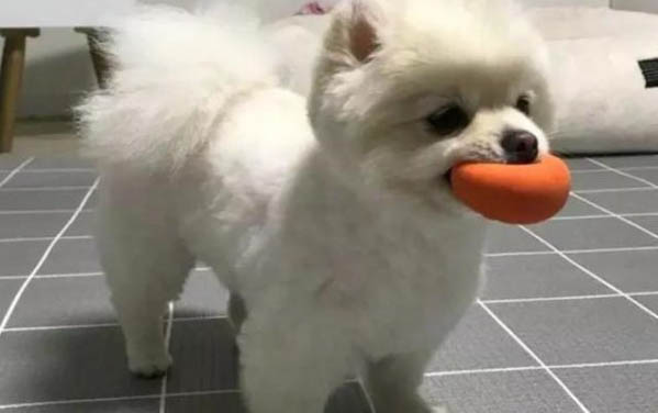 博美犬一般都多少錢一只