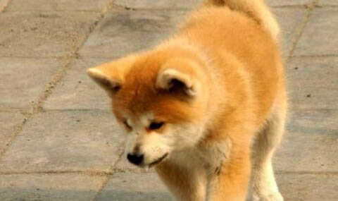 秋田犬多少錢一只