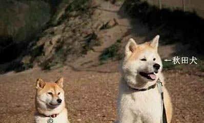 日本柴犬腳趾炎如何治療