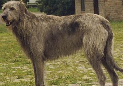 蘇俄獵狼犬吐的黃粘液是什么原因