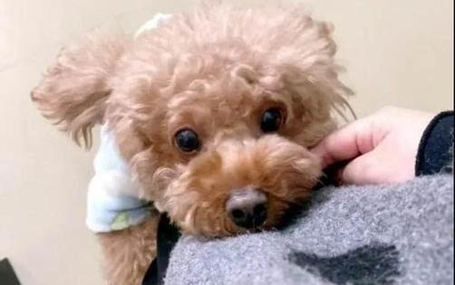 狗狗天天吃蛋黃好嗎
