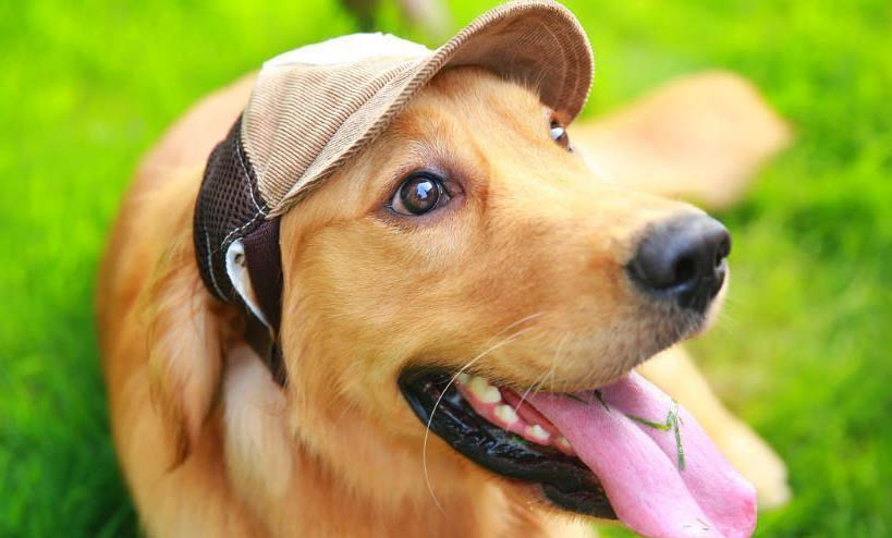 十個不養(yǎng)高加索犬的理由有哪些？