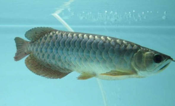 銀龍魚要怎么養(yǎng)才會(huì)長(zhǎng)大