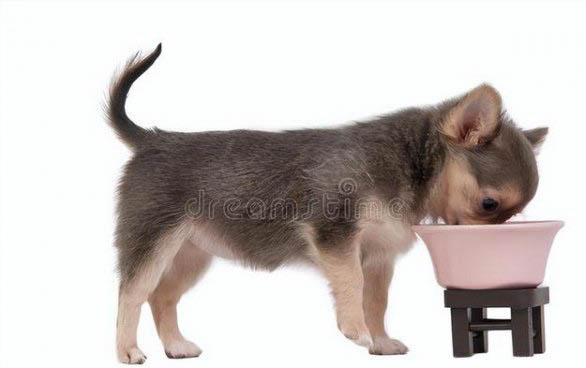 治療犬瘟抽搐的特效藥