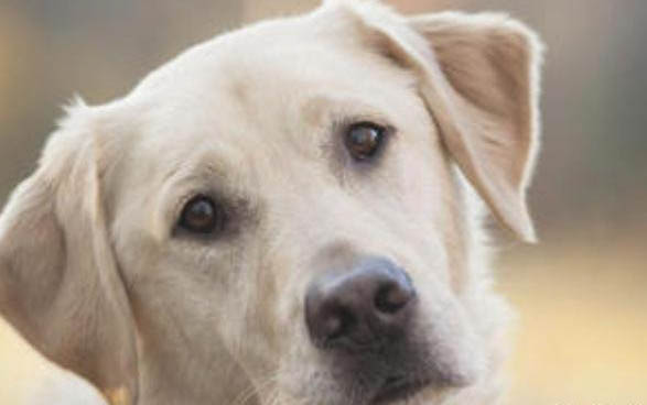 小狗打過犬瘟疫苗還會得細小嗎?