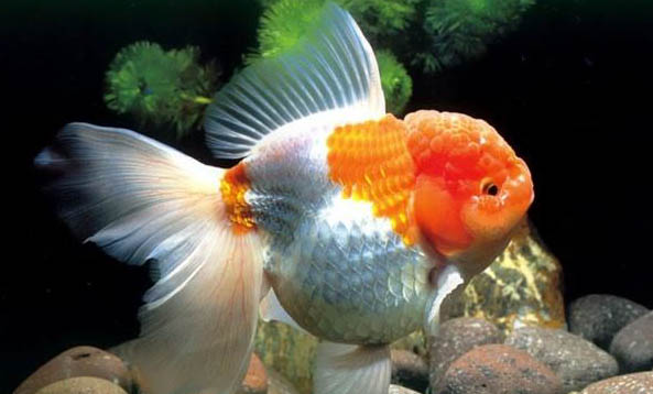 草金魚生活習(xí)性是什么